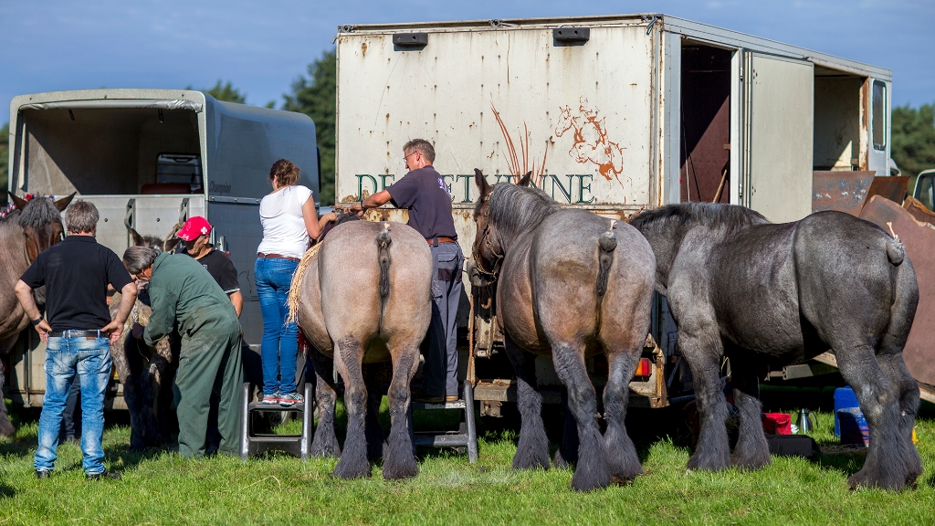 Lierop Fokpaardendag 2016 (74).jpg - Lierop Fokpaardendag 2016